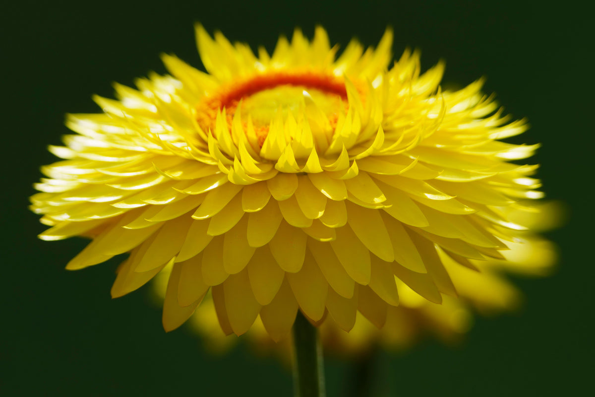 How to Grow Strawflower from Seed in Australia
