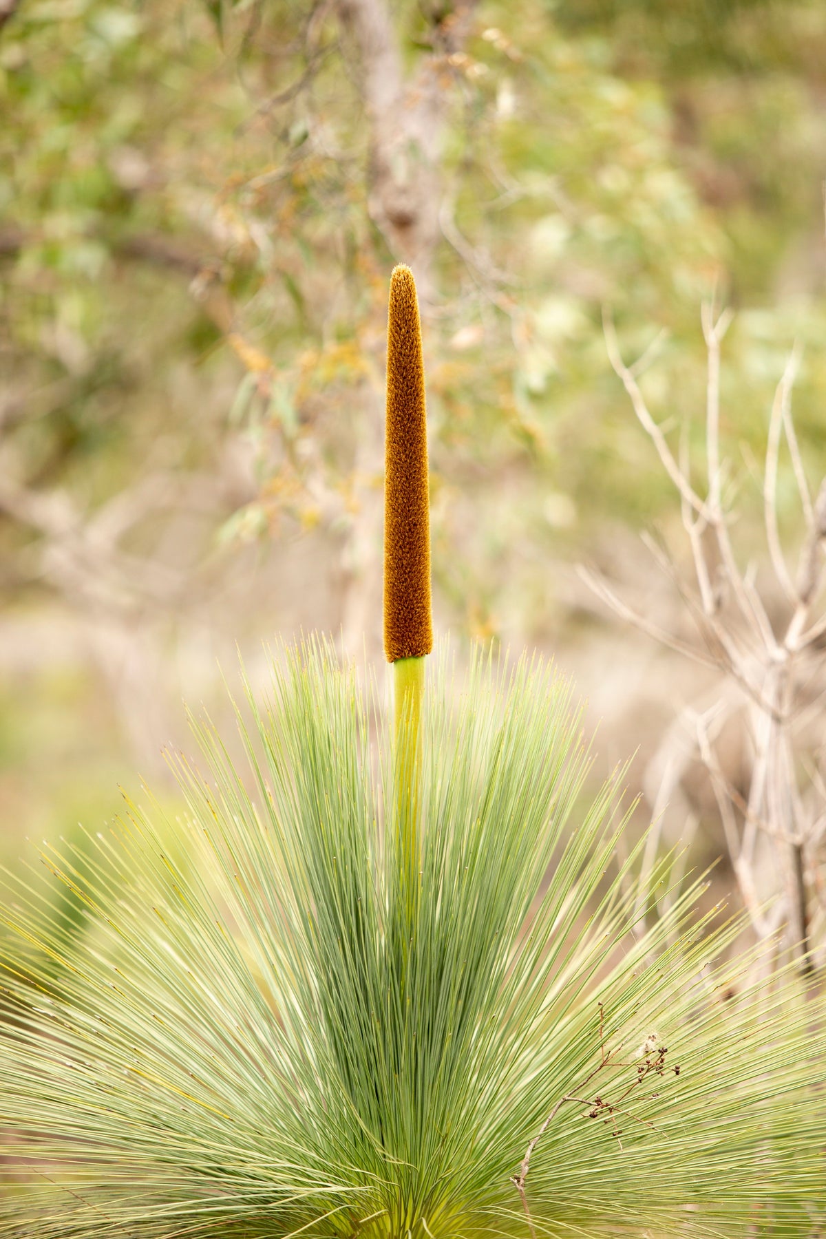 Water-Wise Gardening with Australian Native Plants