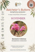 Batchelor's Buttons Discovery Kit - November