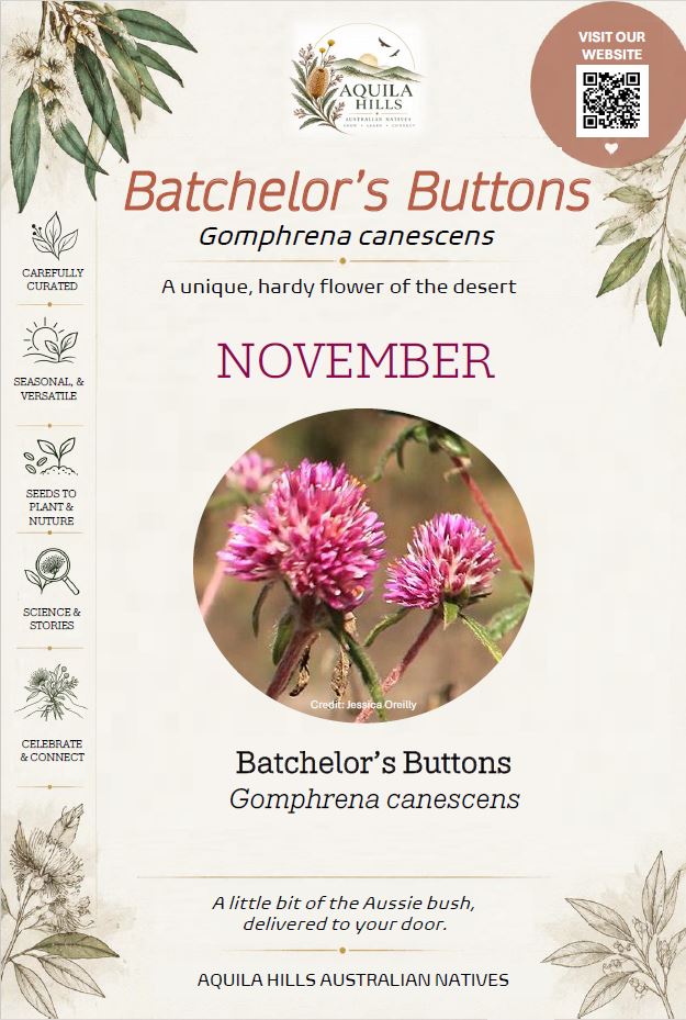 Batchelor's Buttons Discovery Kit - November
