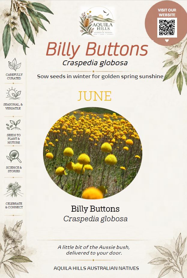 Billy Buttons Discovery Kit - June