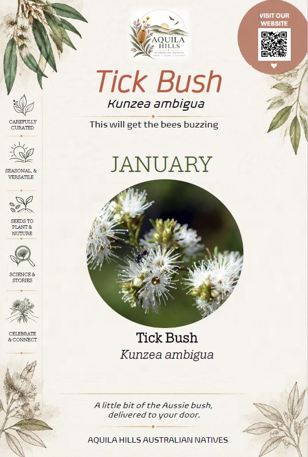 Tick Bush Discovery Kit - January