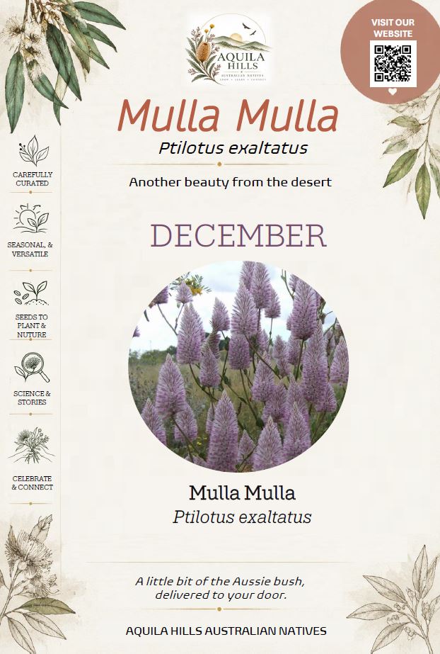 Mulla Mulla Discovery Kit - December