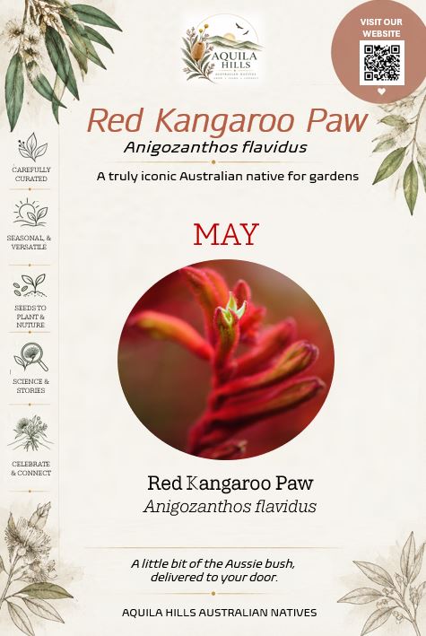 Red Kangaroo Paw Discovery Kit - May