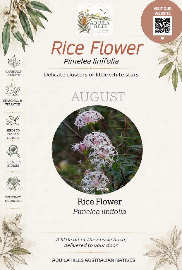 Rice Flower Discovery Kit - August