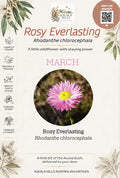 Rosy Everlasting Discovery Kit - March