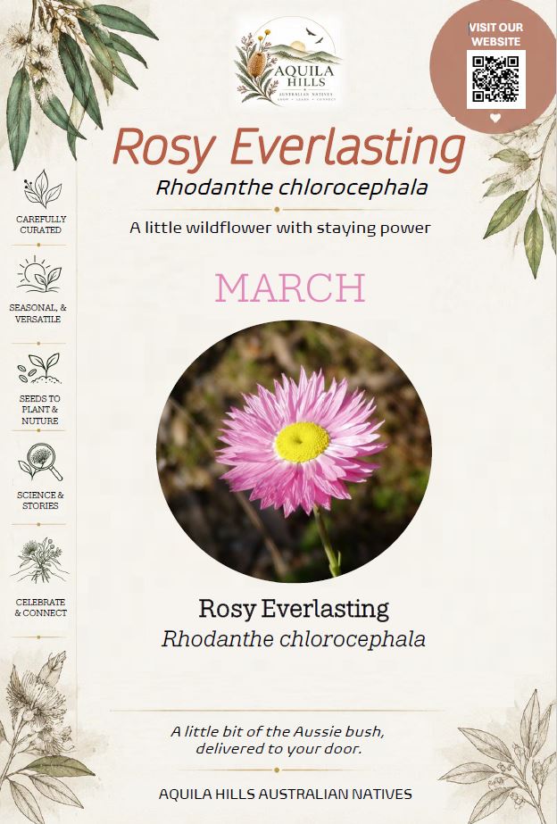 Rosy Everlasting Discovery Kit - March