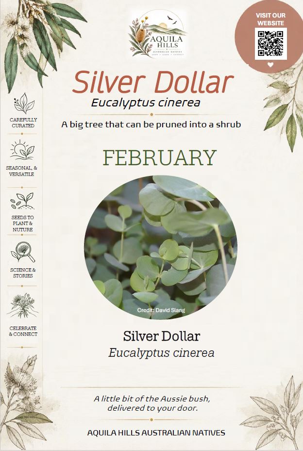 Silver Dollar Discovery Kit - February