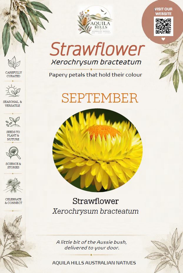 Strawflower Discovery Kit - September