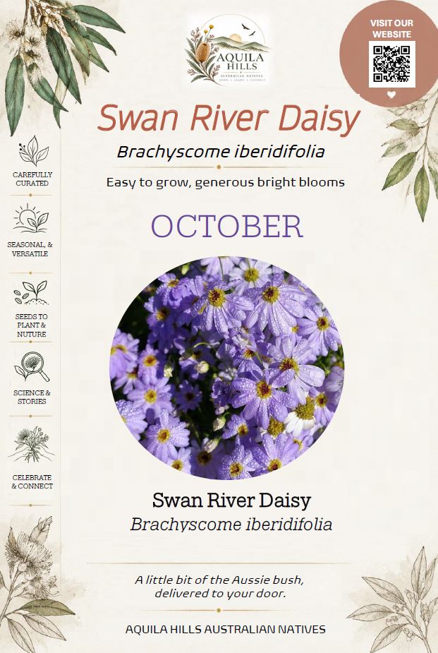Swan River Daisy Discovery Kit - October