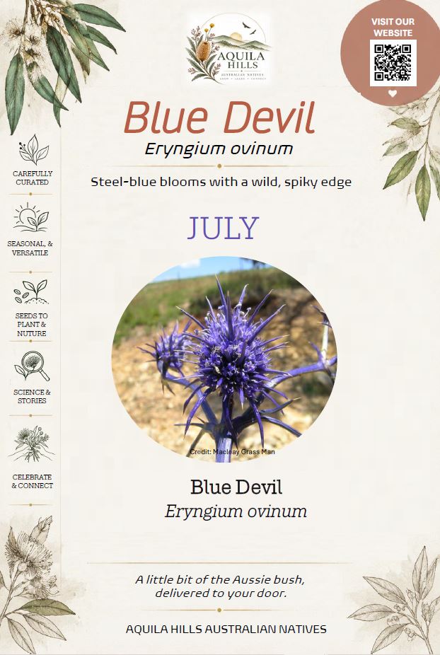 Blue Devil Discovery Kit - July