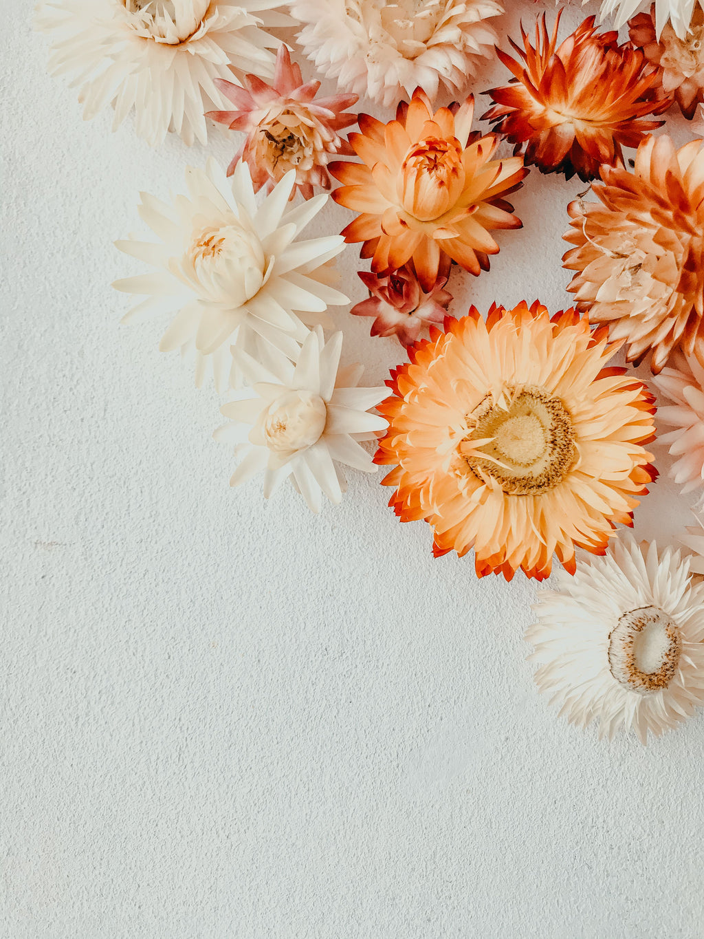 Strawflower Discovery Kit - September