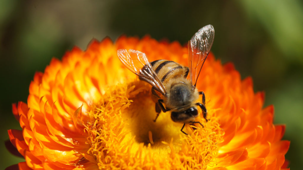Strawflower Discovery Kit - September