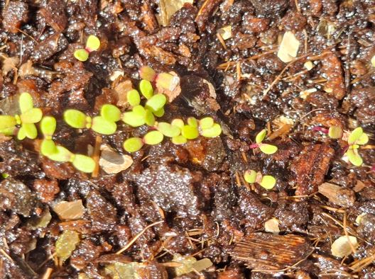 Swan River Daisy Discovery Kit - October
